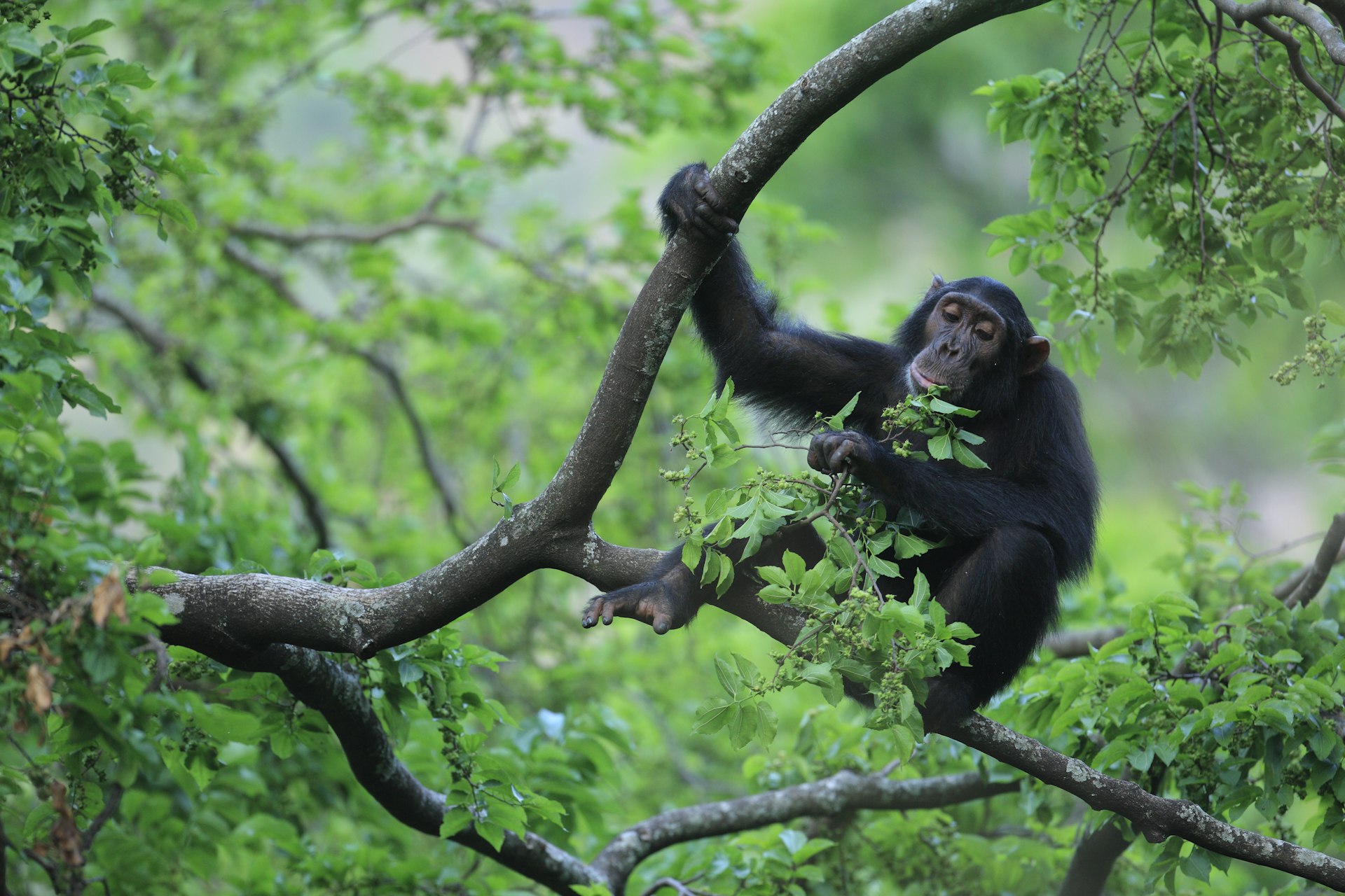 Eastern Chimpanzee at Gombe National Park, Tanzania