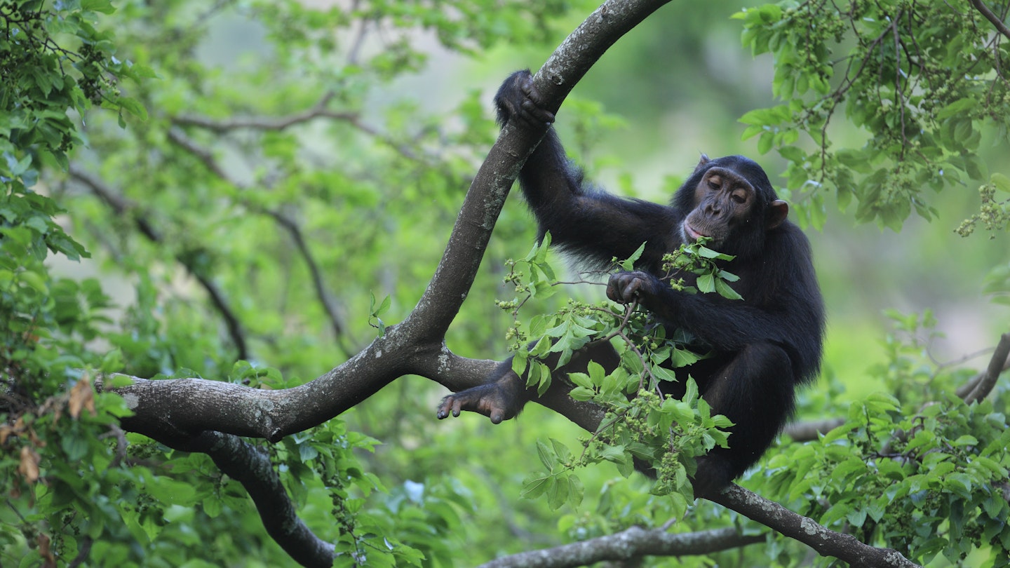 Eastern Chimpanzee (Pan troglodytes schweinfurthii) eating leaves, Gombe National Park, Tanzania