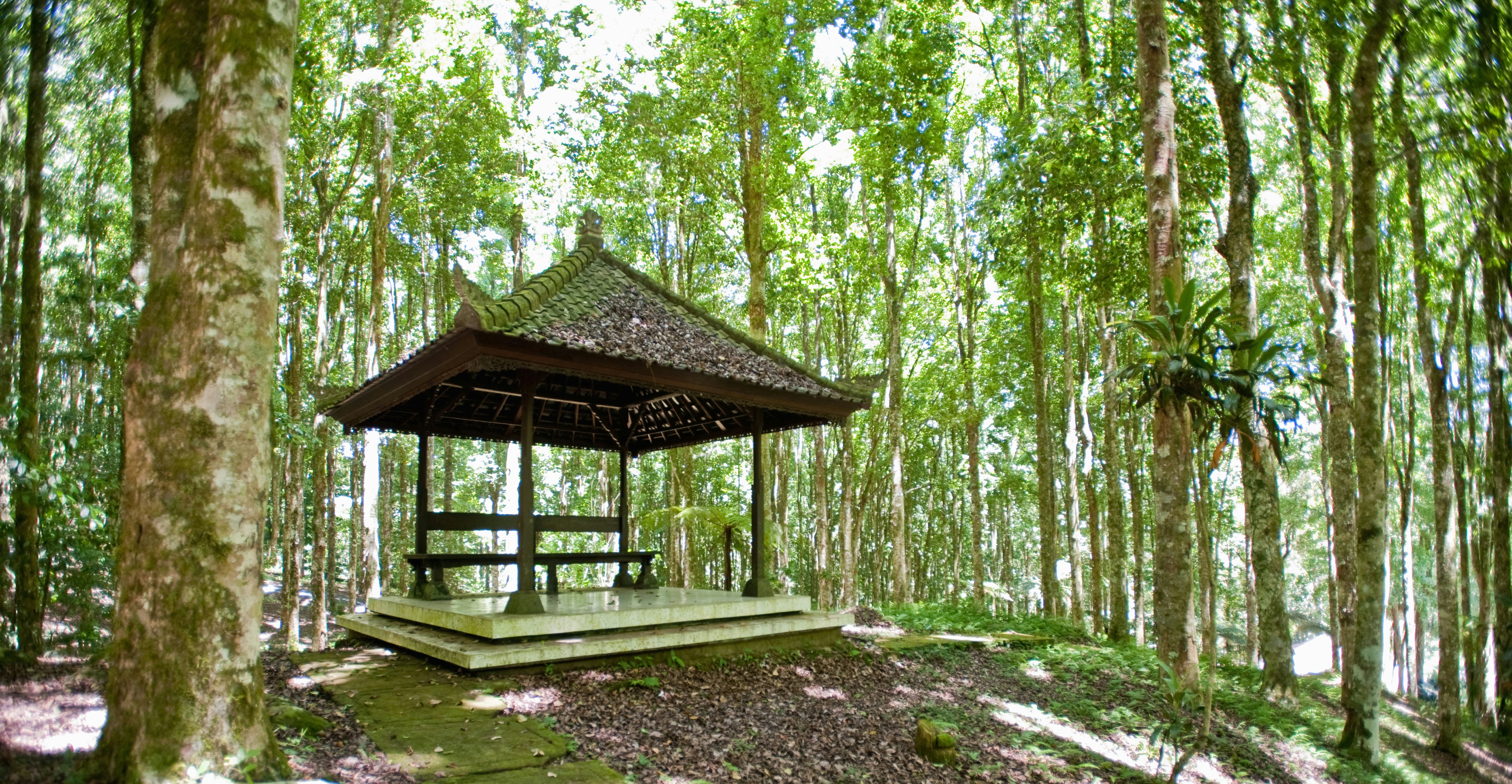 Empty pagoda in Casuarina forest, Kebun Raya Eya Karya Botanical Gardens, Candikuning, Bali, Indonesia