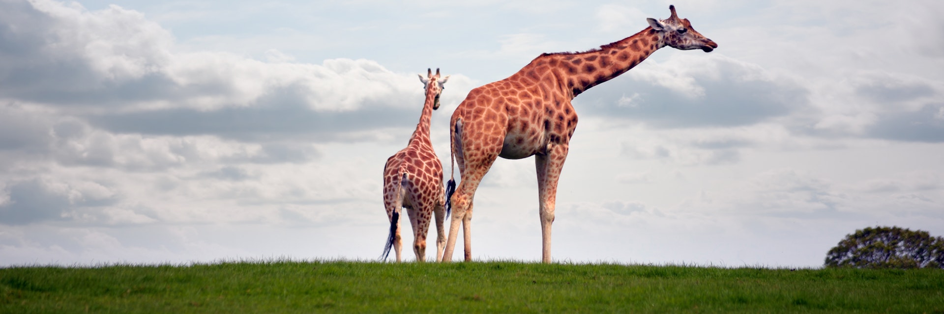 giraffes strolling in the grass on fota wildlife park in county cork ireland