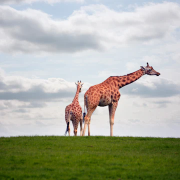 giraffes strolling in the grass on fota wildlife park in county cork ireland