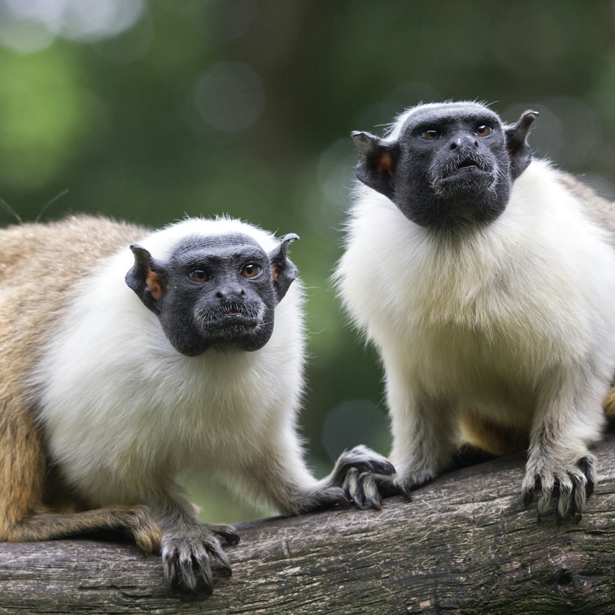 Two Mantle Tamarins on a tree branch