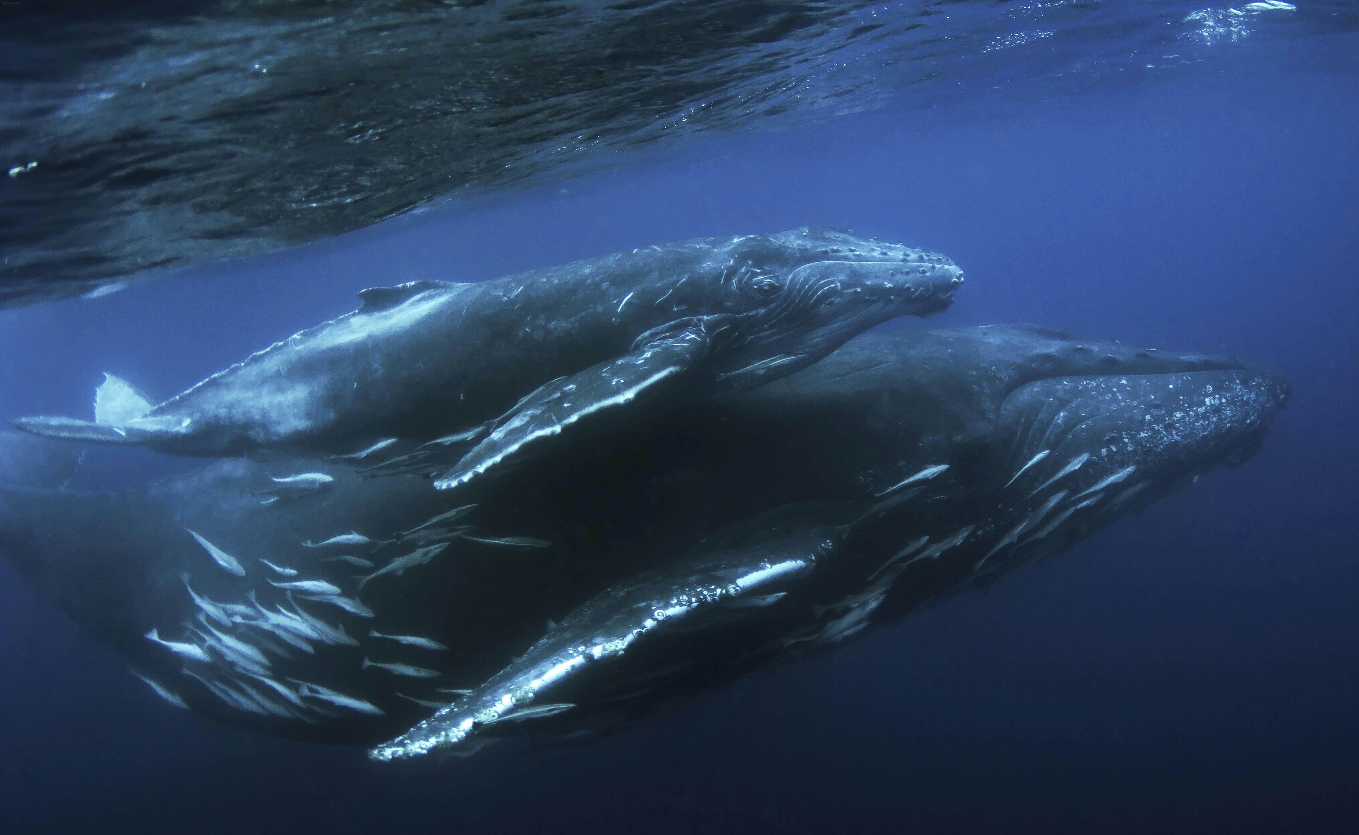 Mozambique is where giants lurk