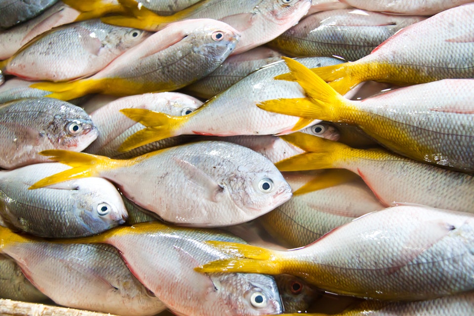 Fresh yellow tail fishes at fish market in Bali
