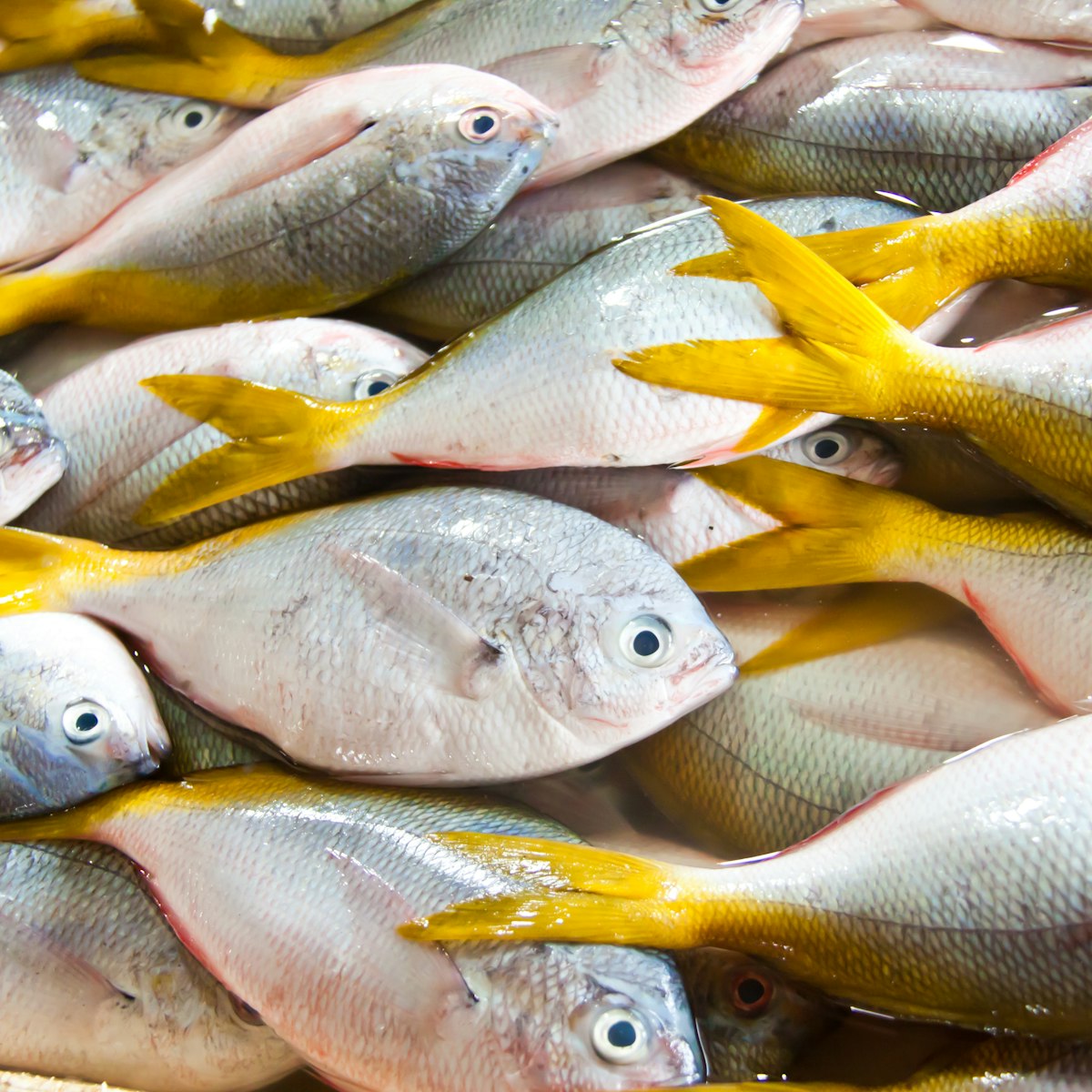Fresh yellow tail fishes at fish market in Bali