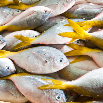 Fresh yellow tail fishes at fish market in Bali