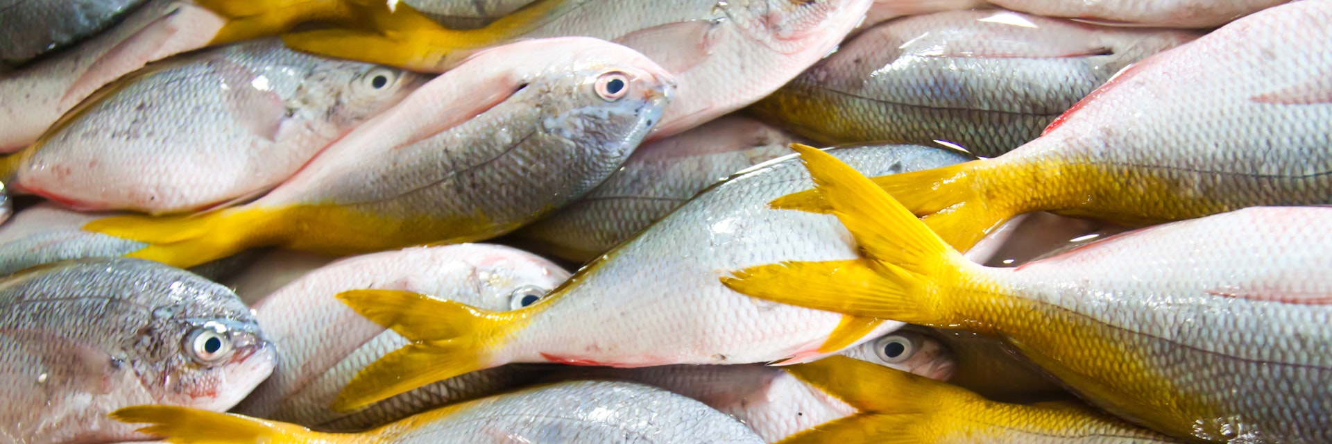 Fresh yellow tail fishes at fish market in Bali