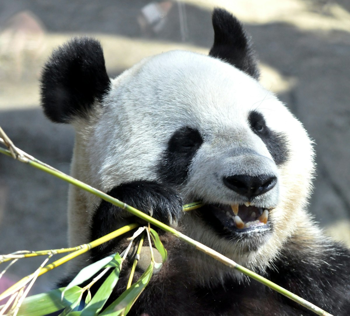 A giant female panda Shin Shin eats bamboo at Tokyo's Ueno Zoo on April 1, 2011. A pair of pandas, leased from China, arrived at Ueno Zoo on February 21, and are now displayed to the public after the zoo closed following the March 11 earthquake and tsunami disaster. AFP PHOTO / Yoshikazu TSUNO/TOPSHOTS (Photo credit should read YOSHIKAZU TSUNO/AFP/Getty Images)