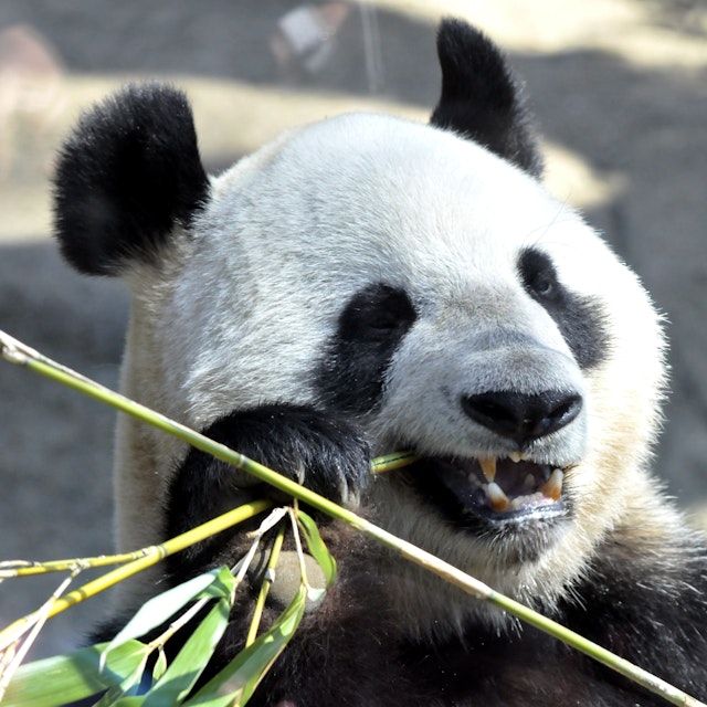 A giant female panda Shin Shin eats bamboo at Tokyo's Ueno Zoo on April 1, 2011. A pair of pandas, leased from China, arrived at Ueno Zoo on February 21, and are now displayed to the public after the zoo closed following the March 11 earthquake and tsunami disaster. AFP PHOTO / Yoshikazu TSUNO/TOPSHOTS (Photo credit should read YOSHIKAZU TSUNO/AFP/Getty Images)