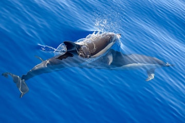 Common dolphins in Atlantic Ocean