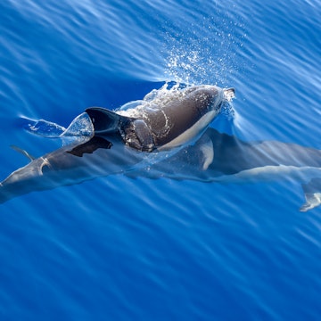 Common dolphins in Atlantic Ocean
