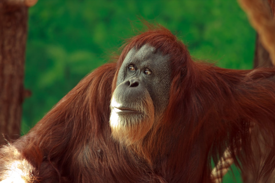 Youngest orangutan