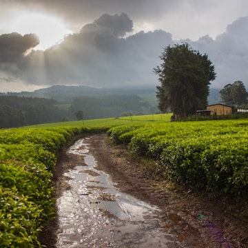 A road through tea fields after a rain storm in the West region of Cameroon.