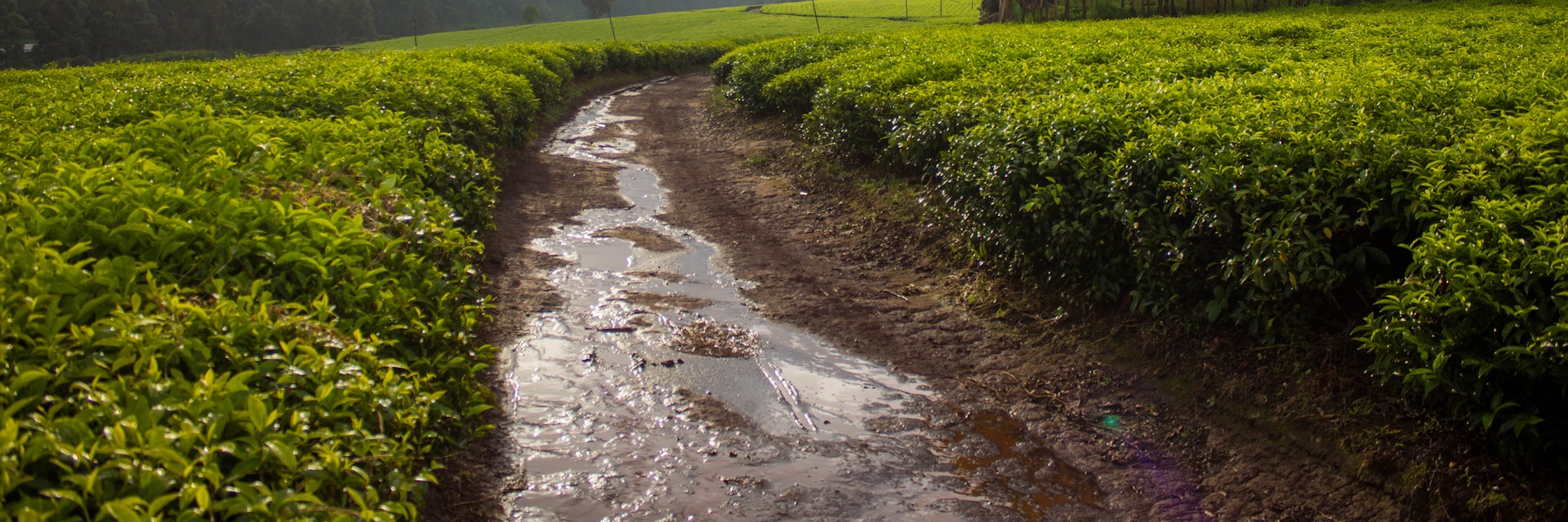 A road through tea fields after a rain storm in the West region of Cameroon.