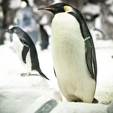 Penguins at Sea World