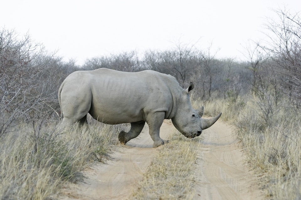 White Rhinoceros or Square-lipped rhinoceros (Ceratotherium simum), Khama Rhino Sanctuary Park, Serowe, Botswana, Africa