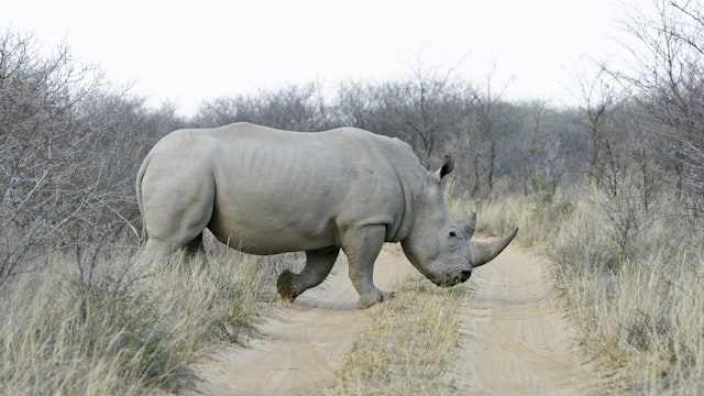 White Rhinoceros or Square-lipped rhinoceros (Ceratotherium simum), Khama Rhino Sanctuary Park, Serowe, Botswana, Africa