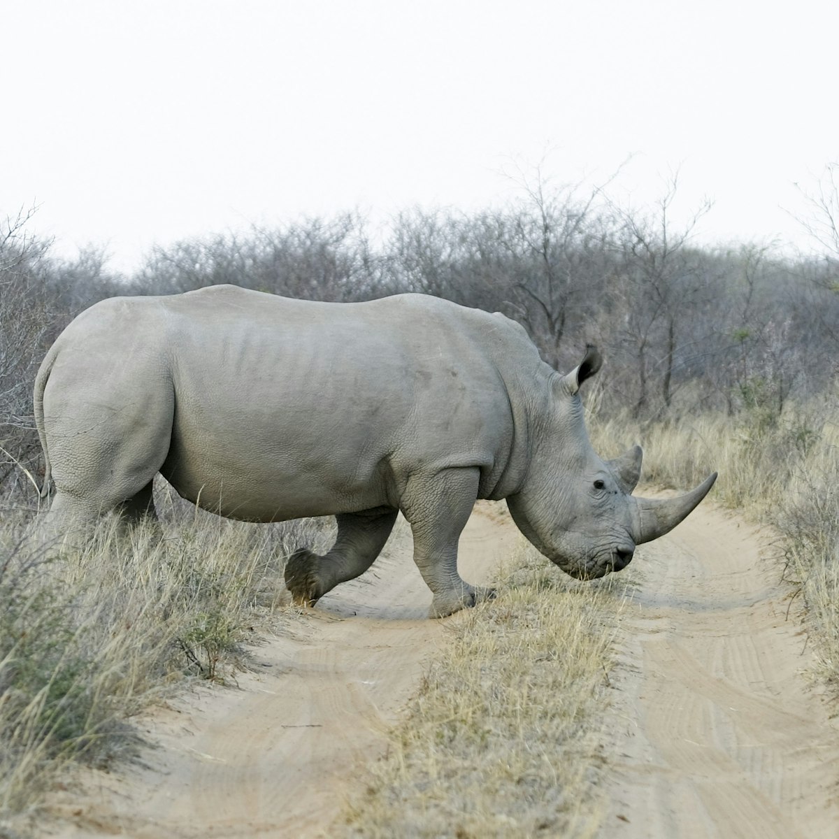 White Rhinoceros or Square-lipped rhinoceros (Ceratotherium simum), Khama Rhino Sanctuary Park, Serowe, Botswana, Africa