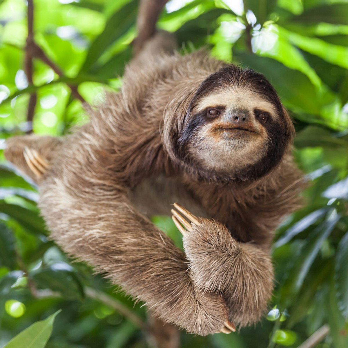 The sloth on the tree; Shutterstock ID 624132143; Your name (First / Last): Alicia Johnson; GL account no.: 65050; Netsuite department name: Online Editorial ; Full Product or Project name including edition: Panama