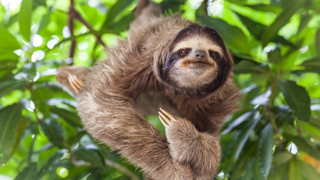 The sloth on the tree; Shutterstock ID 624132143; Your name (First / Last): Alicia Johnson; GL account no.: 65050; Netsuite department name: Online Editorial ; Full Product or Project name including edition: Panama