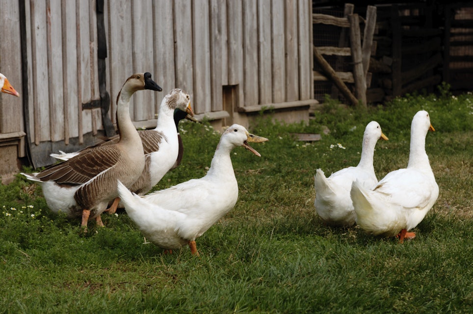 Ducks, Riverdale Farm, Toronto, Ontario
