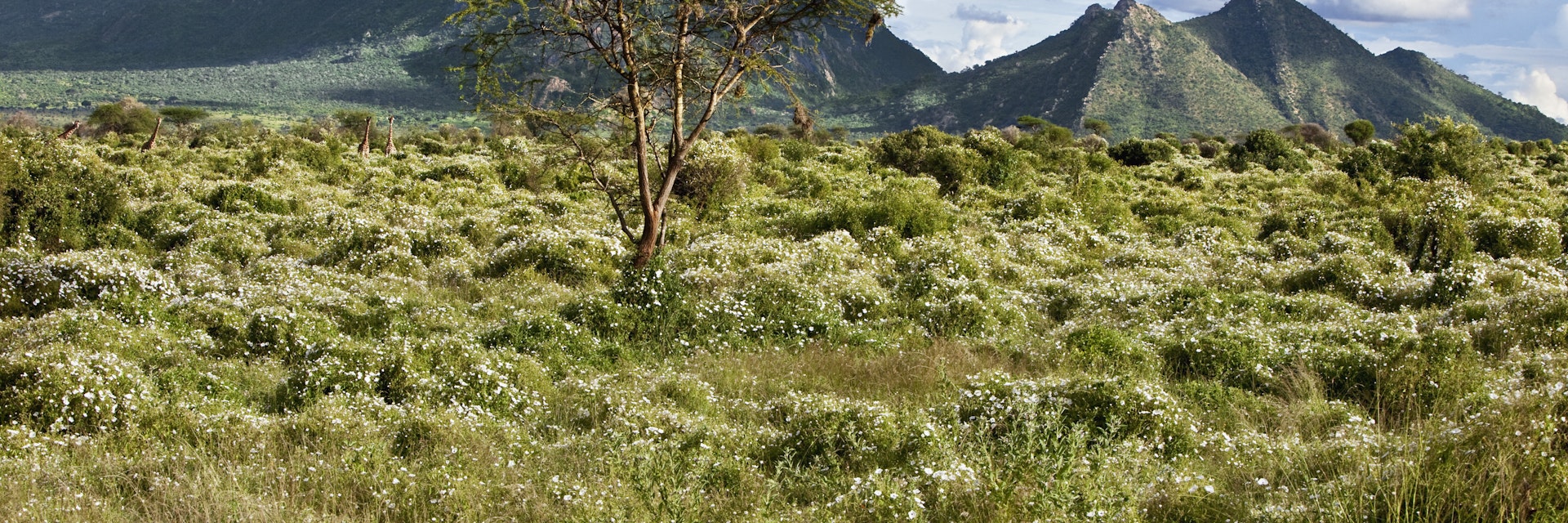 After abundant rain, the countryside in Kenya s Tsavo West National Park is covered with wild flowers. Maasai giraffes can be seen against the backdrop of Ngulia Mountain.