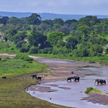 Elephants crossing a river in Tarangire National Park.