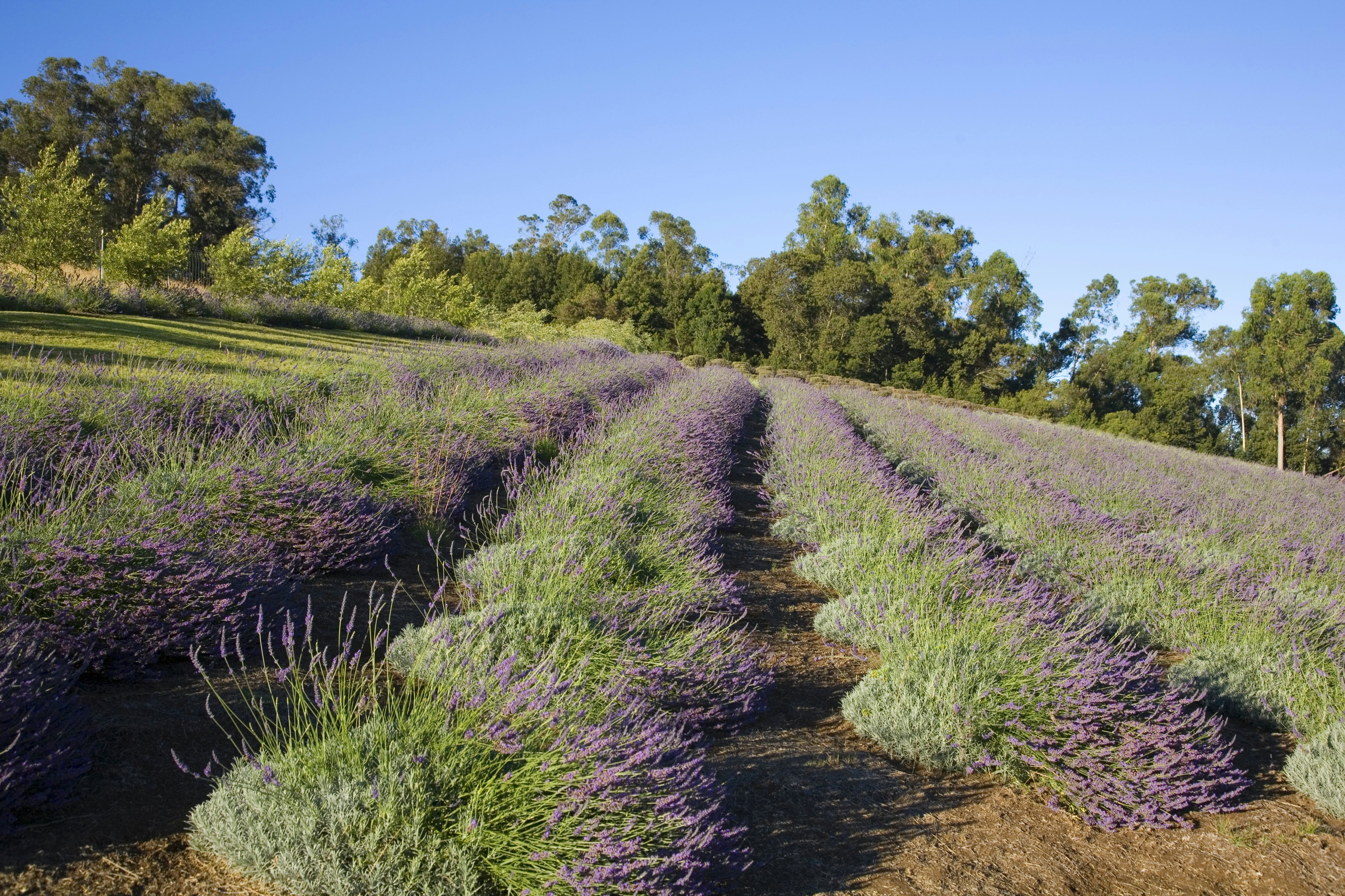 Hawaii, Maui, Ali'i Kula Lavendar Farm, lavendar field.