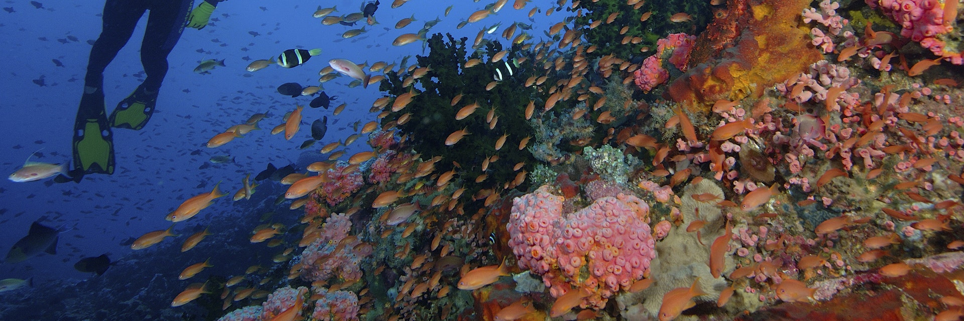 Coral fishes and Diver, Pseudanthias squamipinnis, Mindoro, Philippines