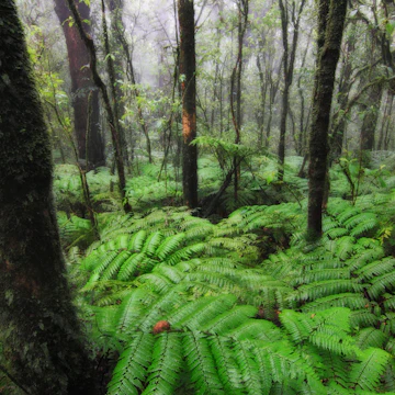 Cold rain forest