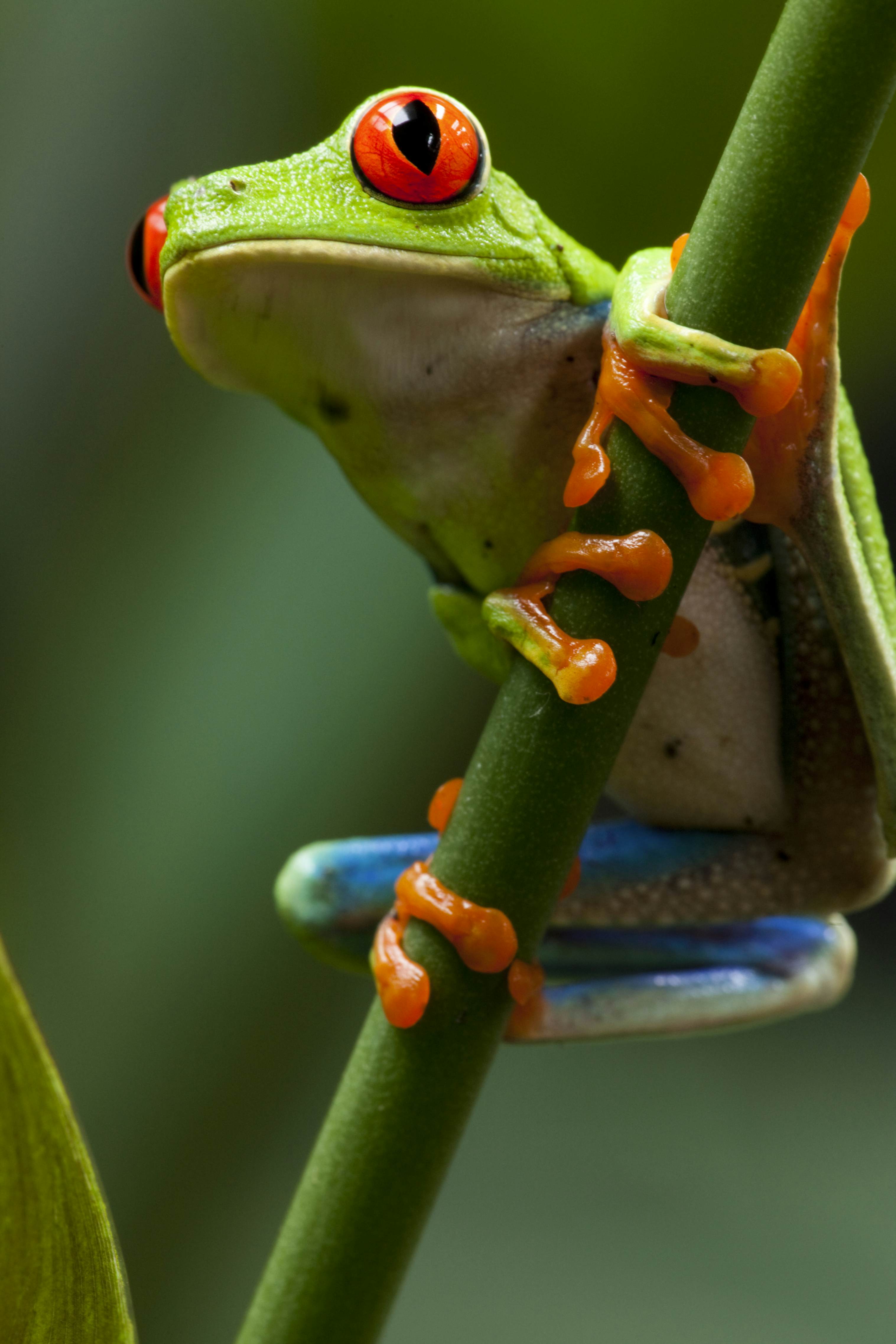 Red-Eyed Tree Frog, Costa Rica