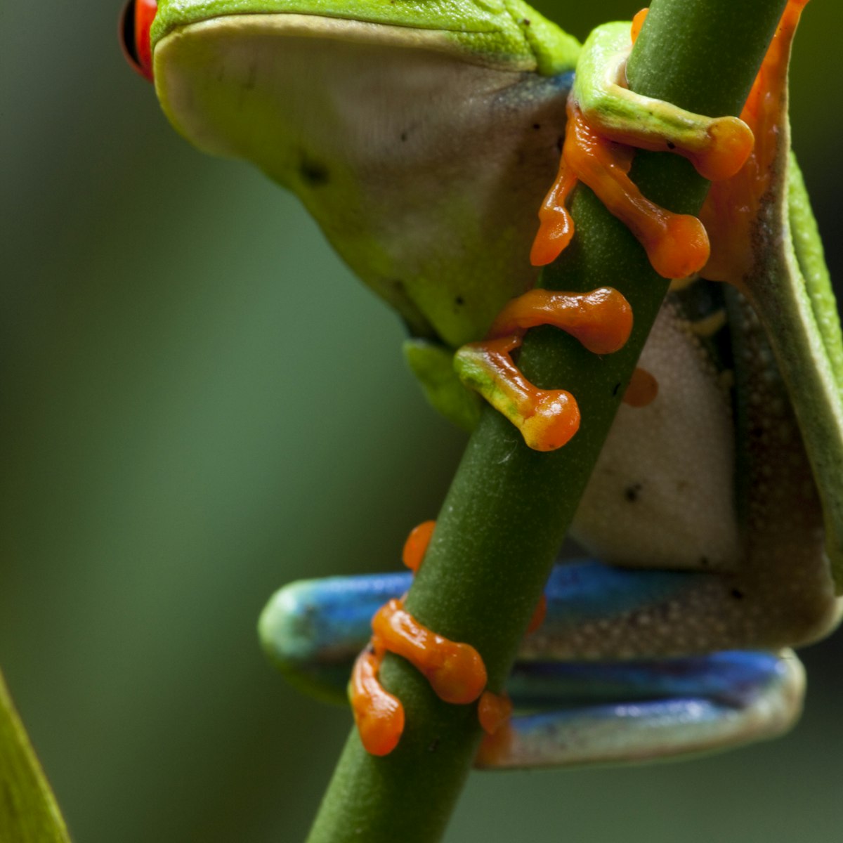 Red-Eyed Tree Frog, Costa Rica