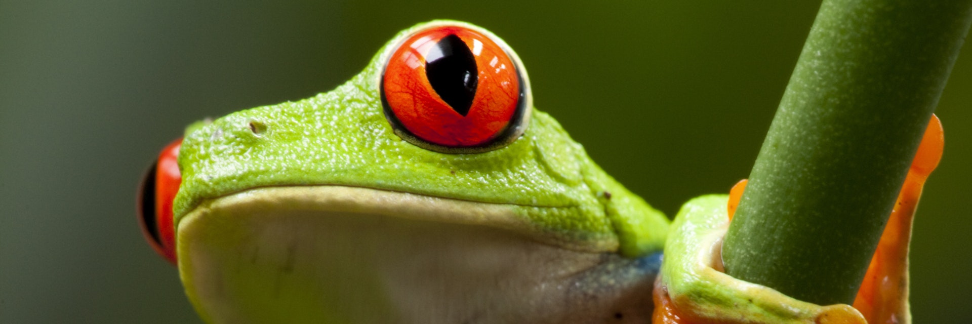 Red-Eyed Tree Frog, Costa Rica