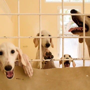 Arabian Saluki Centre