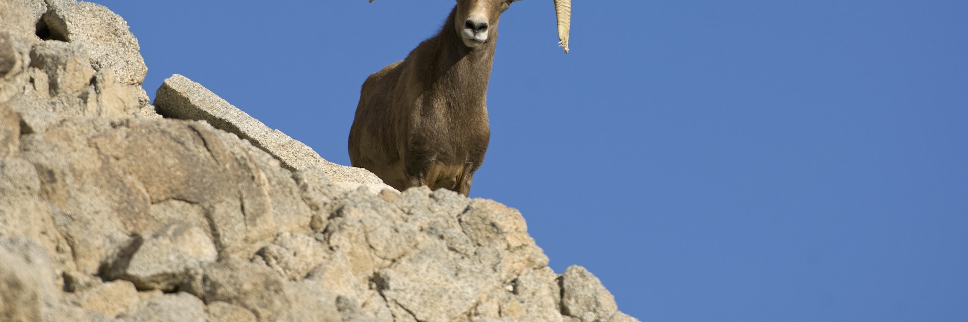 Bighorn sheep (Ovis canadensis) Captive male on rocks, Living Desert Zoo, Palm Desert, California, USA