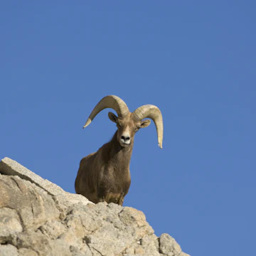 Bighorn sheep (Ovis canadensis) Captive male on rocks, Living Desert Zoo, Palm Desert, California, USA