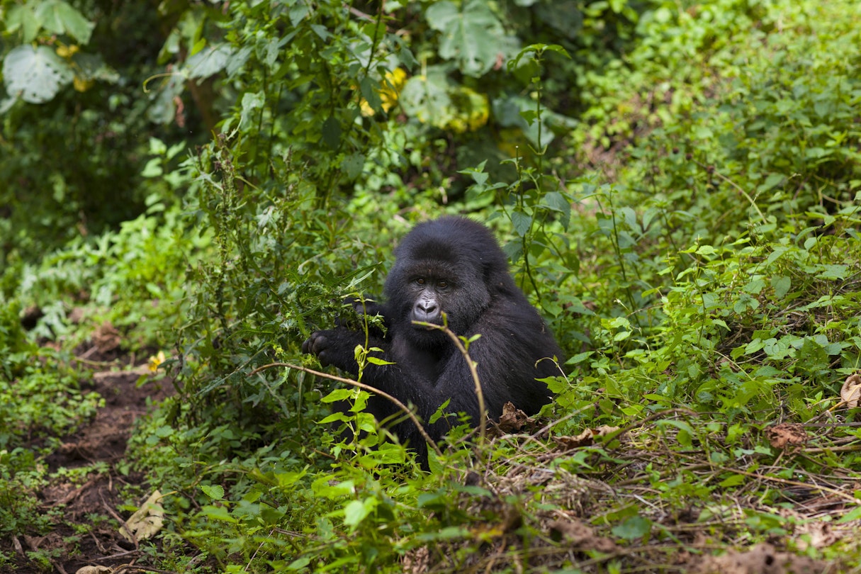 Kwitonda gorilla sitting in amongst jungle foliage.