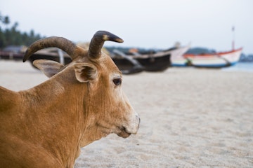 Cow and boats on Palolem Beach.