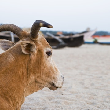 Cow and boats on Palolem Beach.