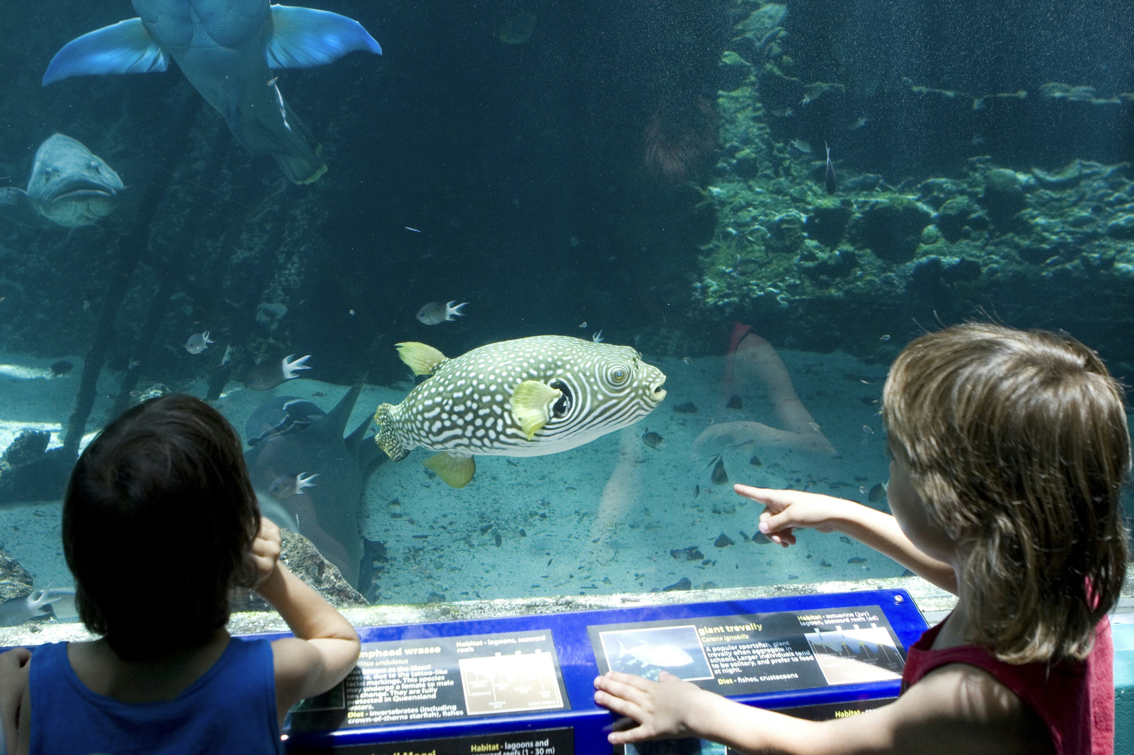 Two girls looking at fishes at the Reef HQ aquarium, Townsville, Queensland, Australia