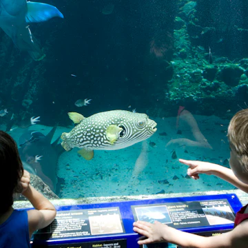 Two girls looking at fishes at the Reef HQ aquarium, Townsville, Queensland, Australia
