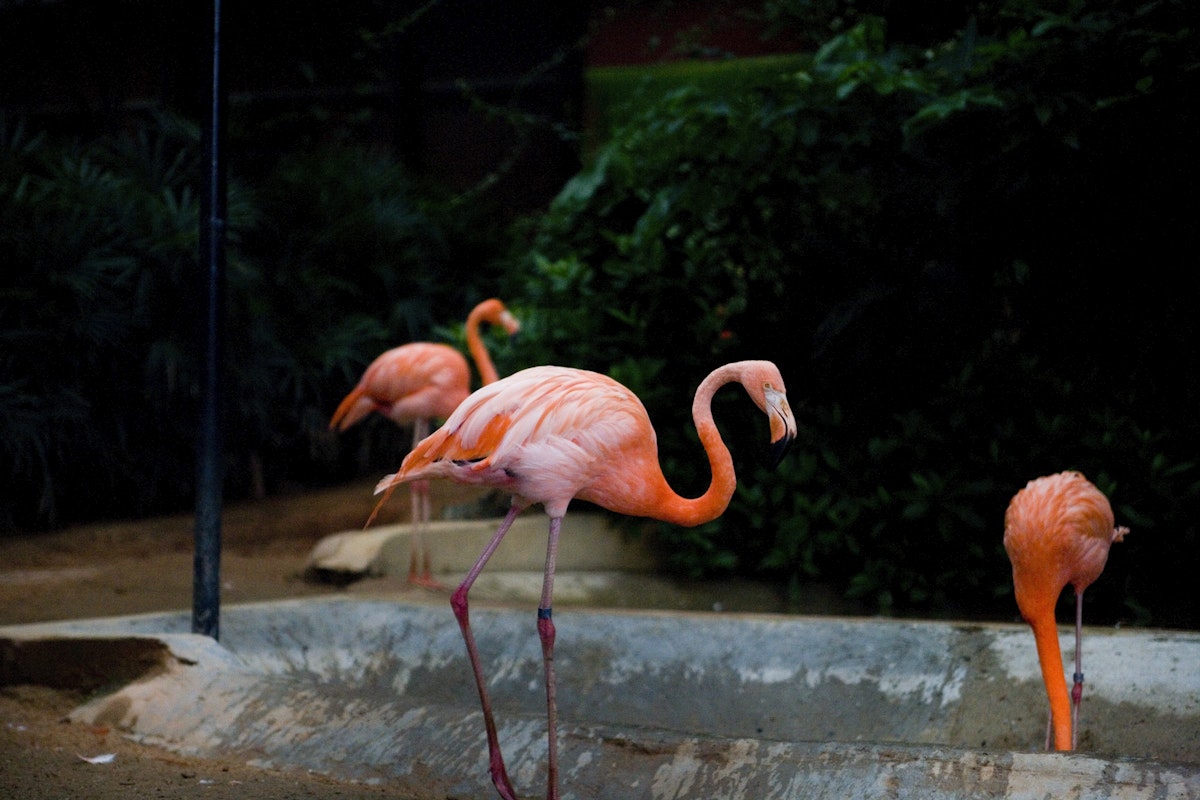 Flamingoes in bird aviary, Hong Kong Botanic Gardens.
