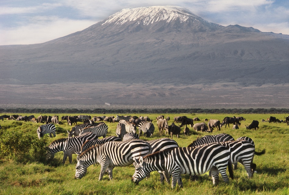 Zebras and wildebeests grazing, Amboseli National Park, Kenya