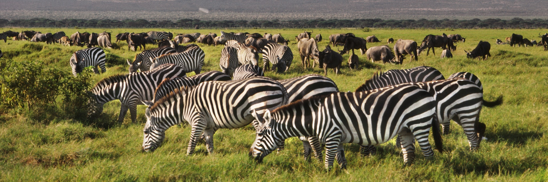 Zebras and wildebeests grazing, Amboseli National Park, Kenya