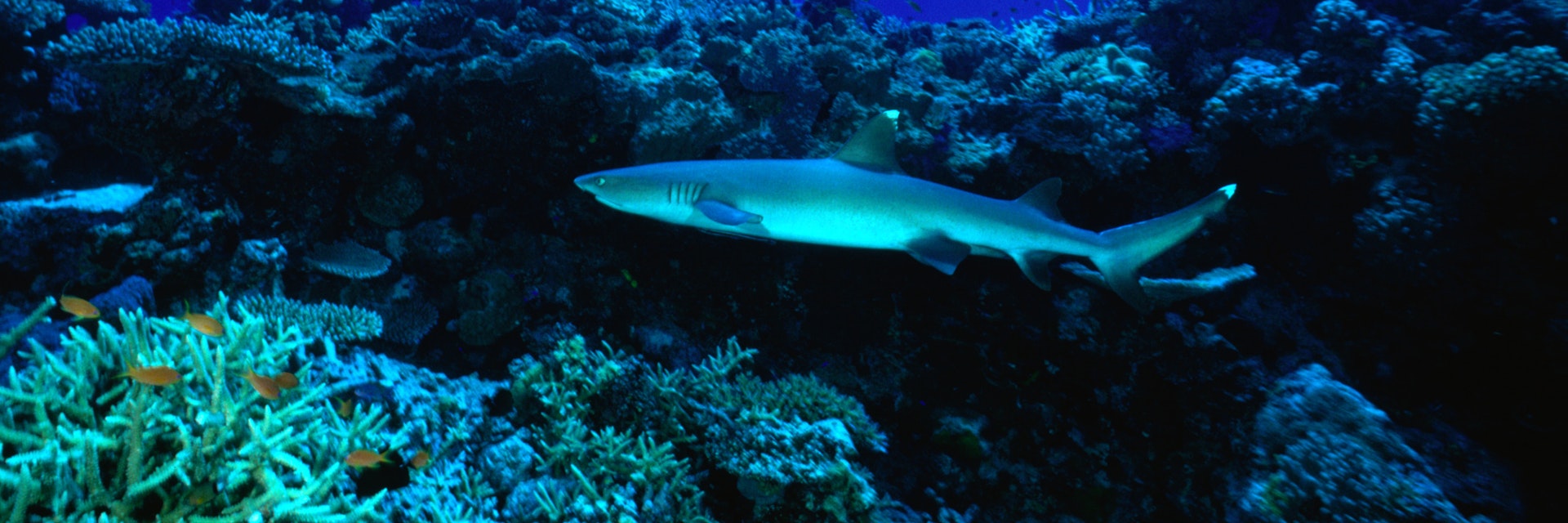 White tip reef shark at Nasonisoni Passage, west of Savusavu, Vanua Levu.