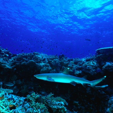 White tip reef shark at Nasonisoni Passage, west of Savusavu, Vanua Levu.
