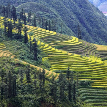 Cascading rice terraces near Sapa.