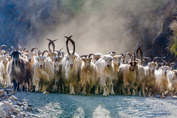 A herd of hundreds of mountain goats being driven down a mountain road with sunlight streaming through their cloud of dust at sunset in the Tusheti National Park, northeastern Georgia.