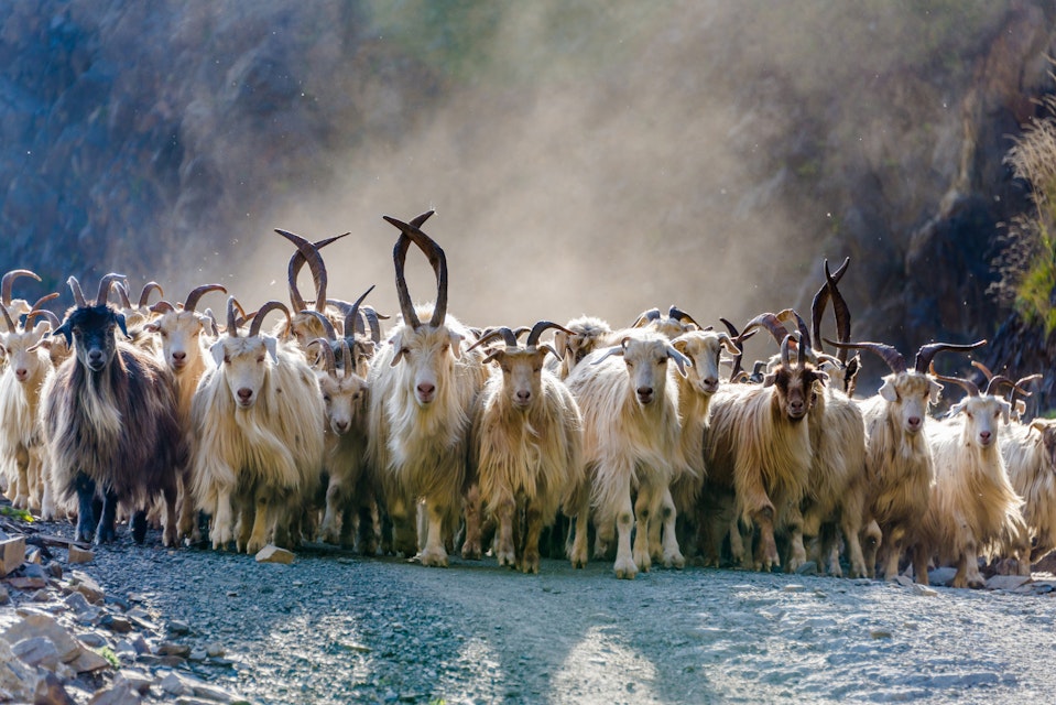 A herd of hundreds of mountain goats being driven down a mountain road with sunlight streaming through their cloud of dust at sunset in the Tusheti National Park, northeastern Georgia.