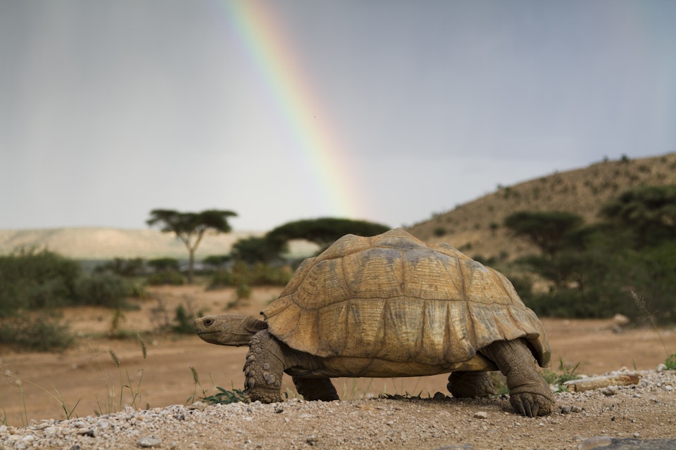 Turtle and rainbow  in Galgodon  Mountains and